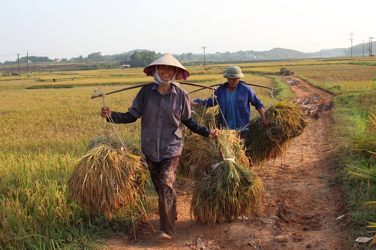 village duong lam hanoi récolte
